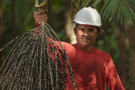 Histórias da Floresta