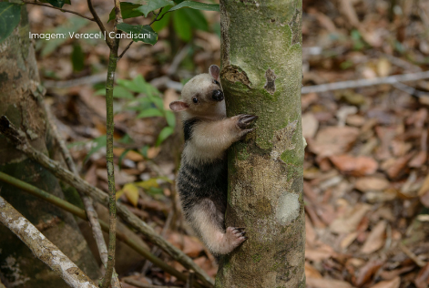 Foto: Veracel / Candisani