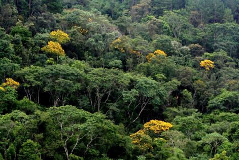 Prazos estendidos - chamadas FSC IC