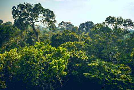 Dia da Amazônia