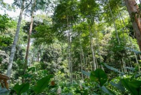 Coalizão FSC para o Clima - Cop 27