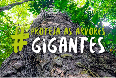 #ProtejaAsArvoresGigantes