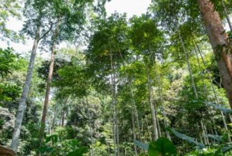 Floresta Tropical - FSC África