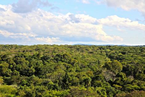 Posicionamento FSC Brasil