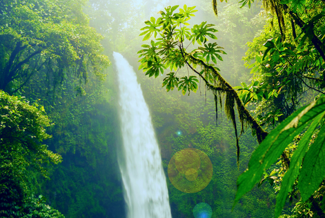 Floresta e Água