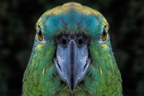 Dia da Biodiversidade