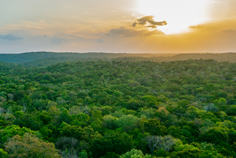 busca global próximo Diretor Geral FSC IC