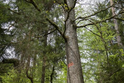 FSC e EUDR em 2024