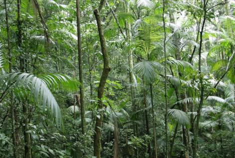 Controlled Forest Management standard
