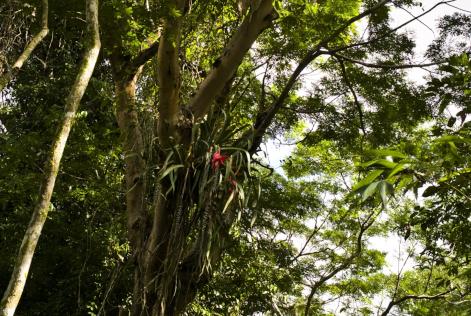 Suspensão provisória da certificação da MCT
