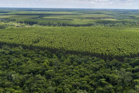 novo padrão plantação