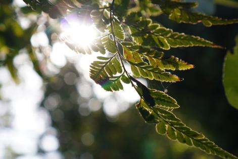 salvaguardas de integridade e críticas recentes
