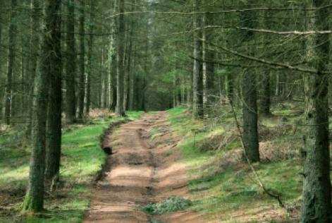 EU Timber Regulation