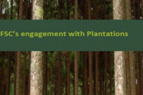 FSC‘s engagement with Plantations