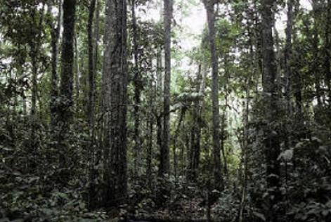 Forest FAO