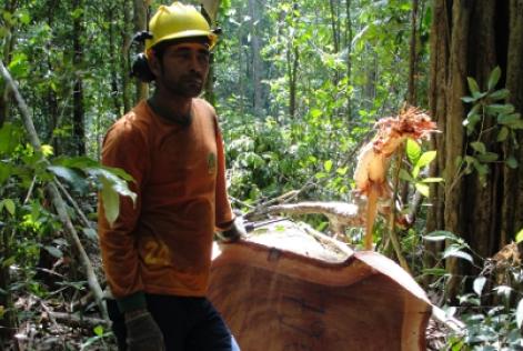 Manejo Florestal
