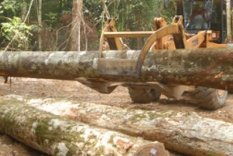 Concessão Florestal