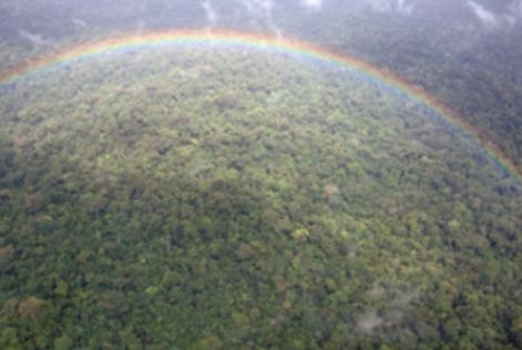 Serviço Florestal Brasileiro