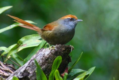 Sguario Florestal SA - Sinalax frontalis