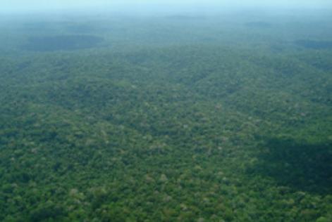 Considerado país megaflorestal, Brasil é o 2º em maior área de floresta do mundo