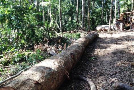 Tora que seria carregada da Flona de Altamira, no sudoeste paraense