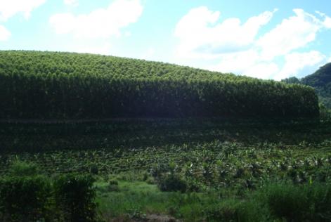 Sistema de Agroflorestas em pequenas propriedades