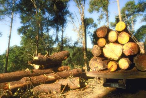 Timber Regulation
