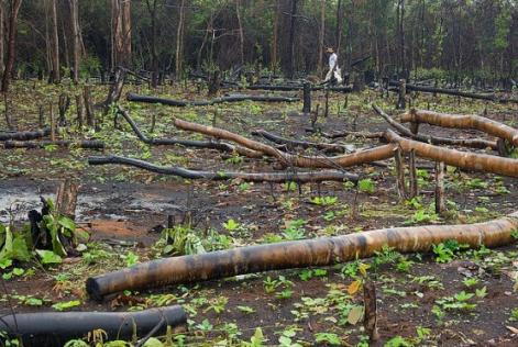Cresce área de desmatamento na Amazônia em setembro, segundo Imazon