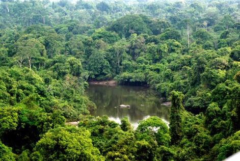 Floresta da Esec Terra do Meio, no Pará.