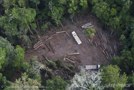 Rastreamento de caminhões revela destruição silenciosa da floresta