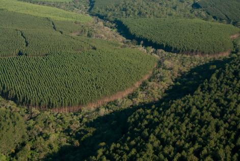 Klabin é reconhecida como referência mundial em adoção das melhores práticas florestais