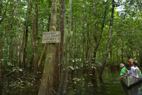 Arimum se aproxima da Certificação Florestal
