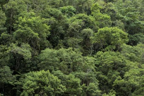 Quanto custa preservar a Mata Atlântica?