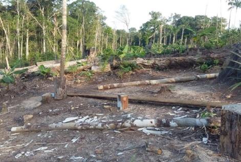 PF e Ibama prendem maior desmatador da Amazônia