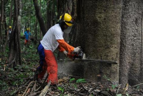 Conciliar exploração e conservação é desafio para preservar a Floresta Amazônica