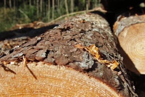 Pesquisa de três décadas revela como a floresta se recompõe