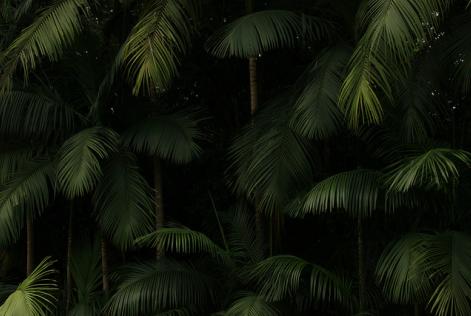 Espécies de madeiras nobres estão ameaçadas da extinção