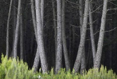 Florestas podem ajudar no combate à mudança climática