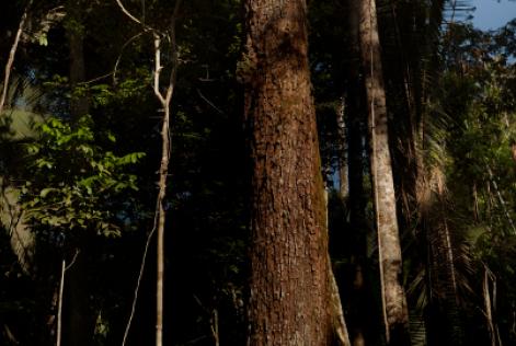 O FSC® está fazendo sua parte para proteger a Amazônia
