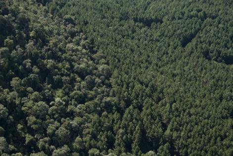 Por que o FSC® apoia as plantações florestais?