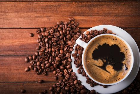 O seu café está prejudicando a floresta?