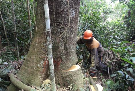 Cidades e Soluções: entenda o jeito certo de explorar a madeira no Brasil