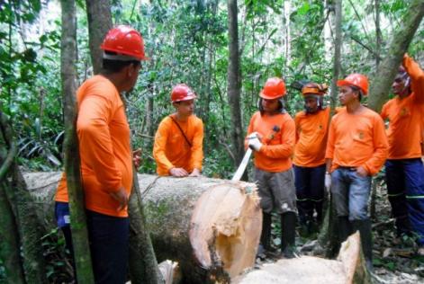 Única empresa autorizada a manejar mogno no Brasil reconhece a importância do trabalho do IFT para conseguir certificação FSC®