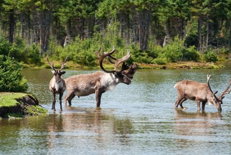 Canadá lidera o caminho no manejo florestal. Saiba como...