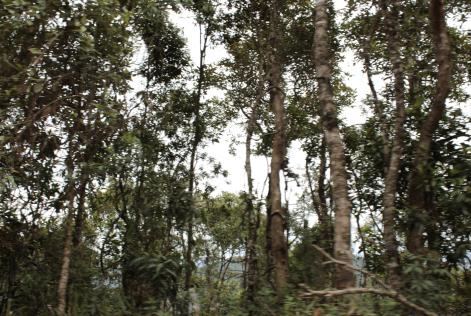 Você sabe o que é economia de baixo carbono?