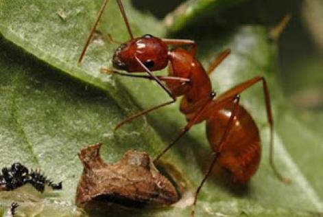 formiga