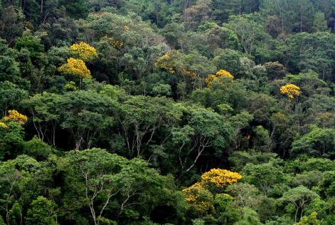 ambiental