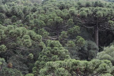 araucária