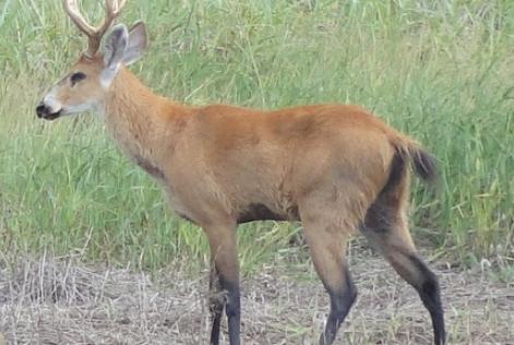 fibria