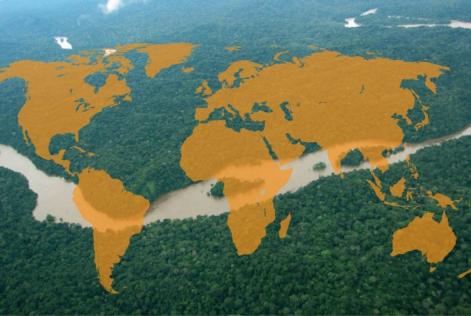 participação mercado global